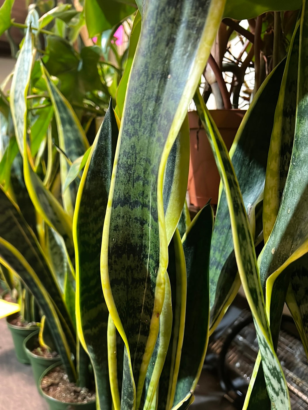 Sansevieria Laurentii