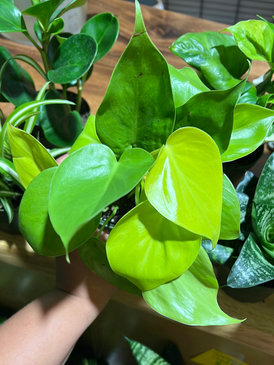 3 Easy Care Mystery Plants