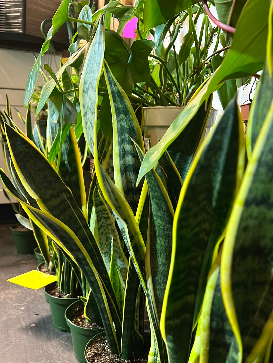 Sansevieria Laurentii