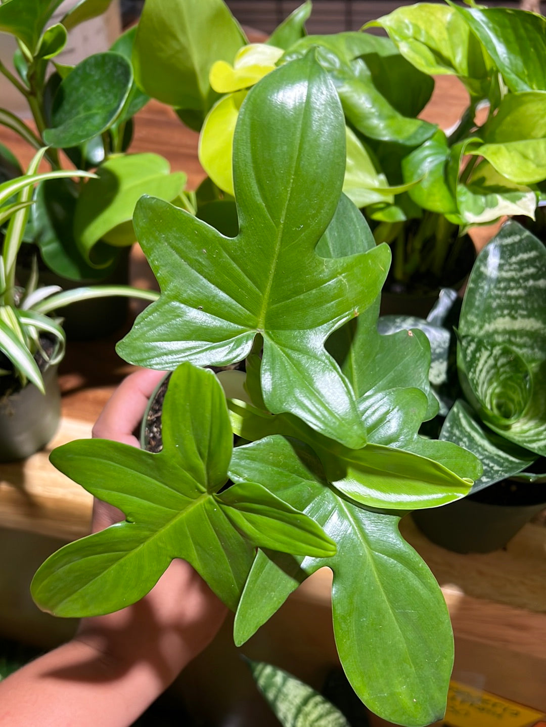 3 Easy Care Mystery Plants