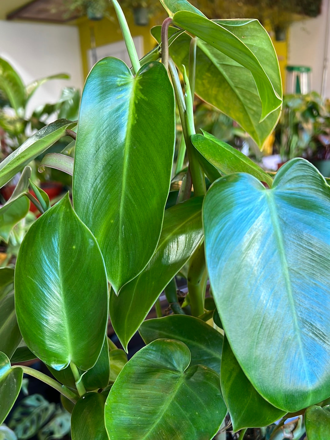 Philodendron green emerald discount