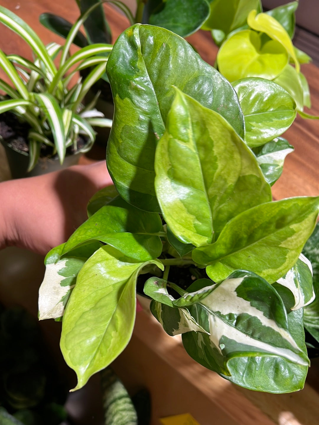 3 Easy Care Mystery Plants