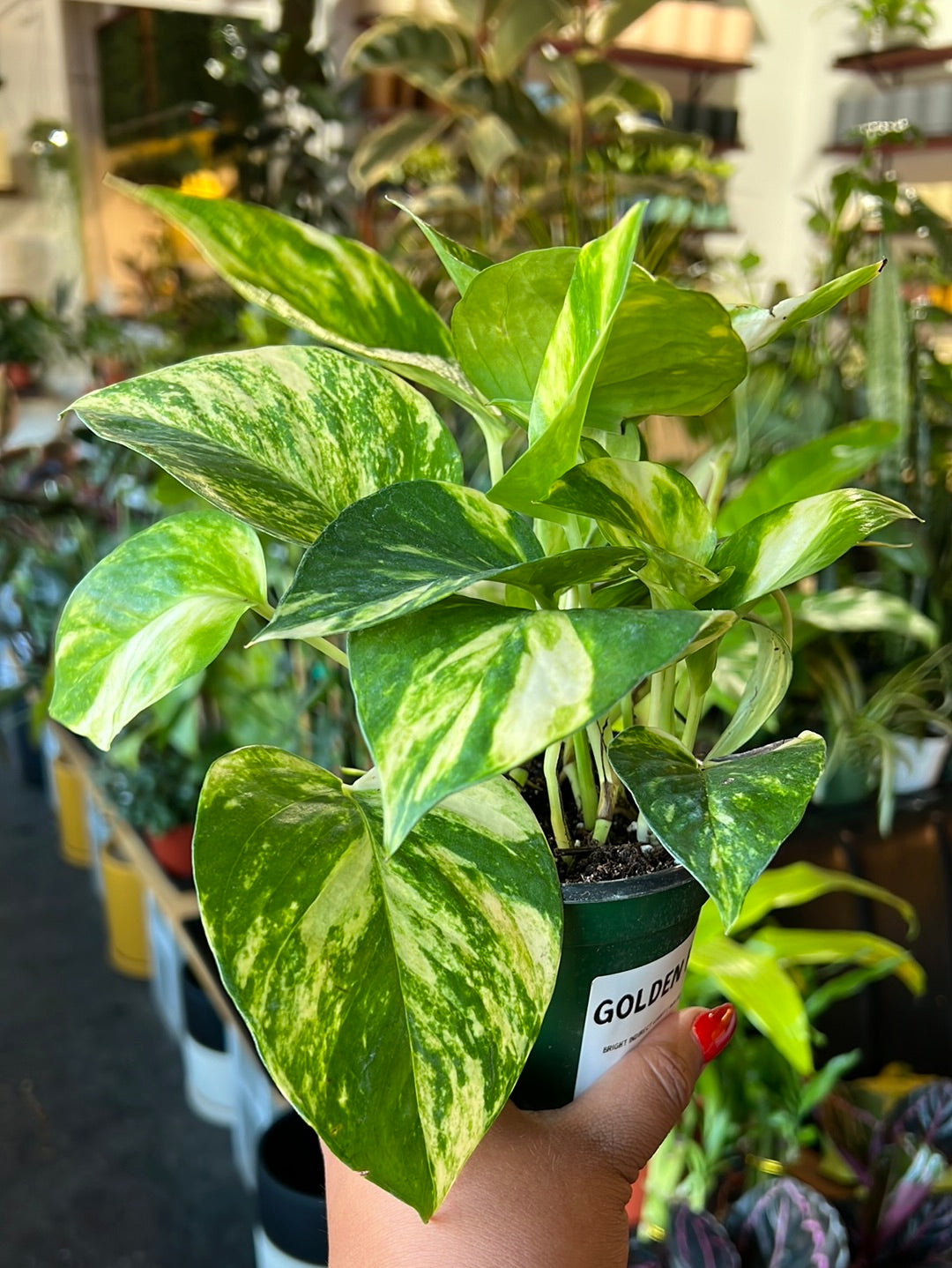 Pothos Golden