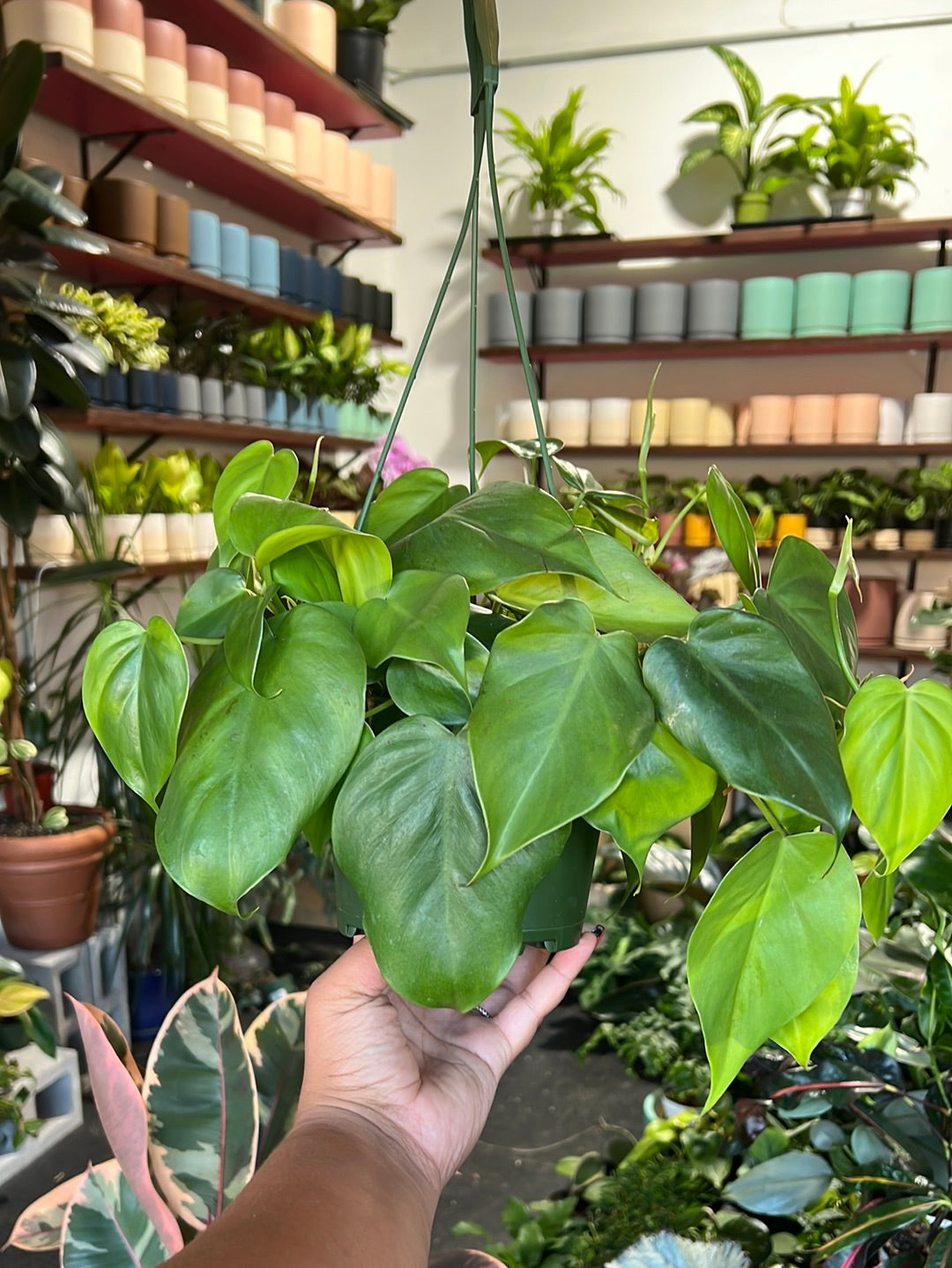 Philodendron Cordatum
