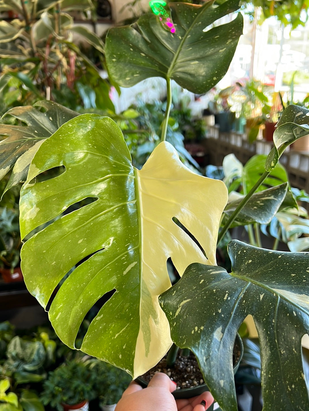Monstera Thai Constellation