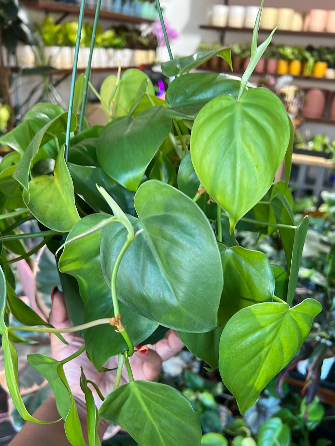 Philodendron Cordatum