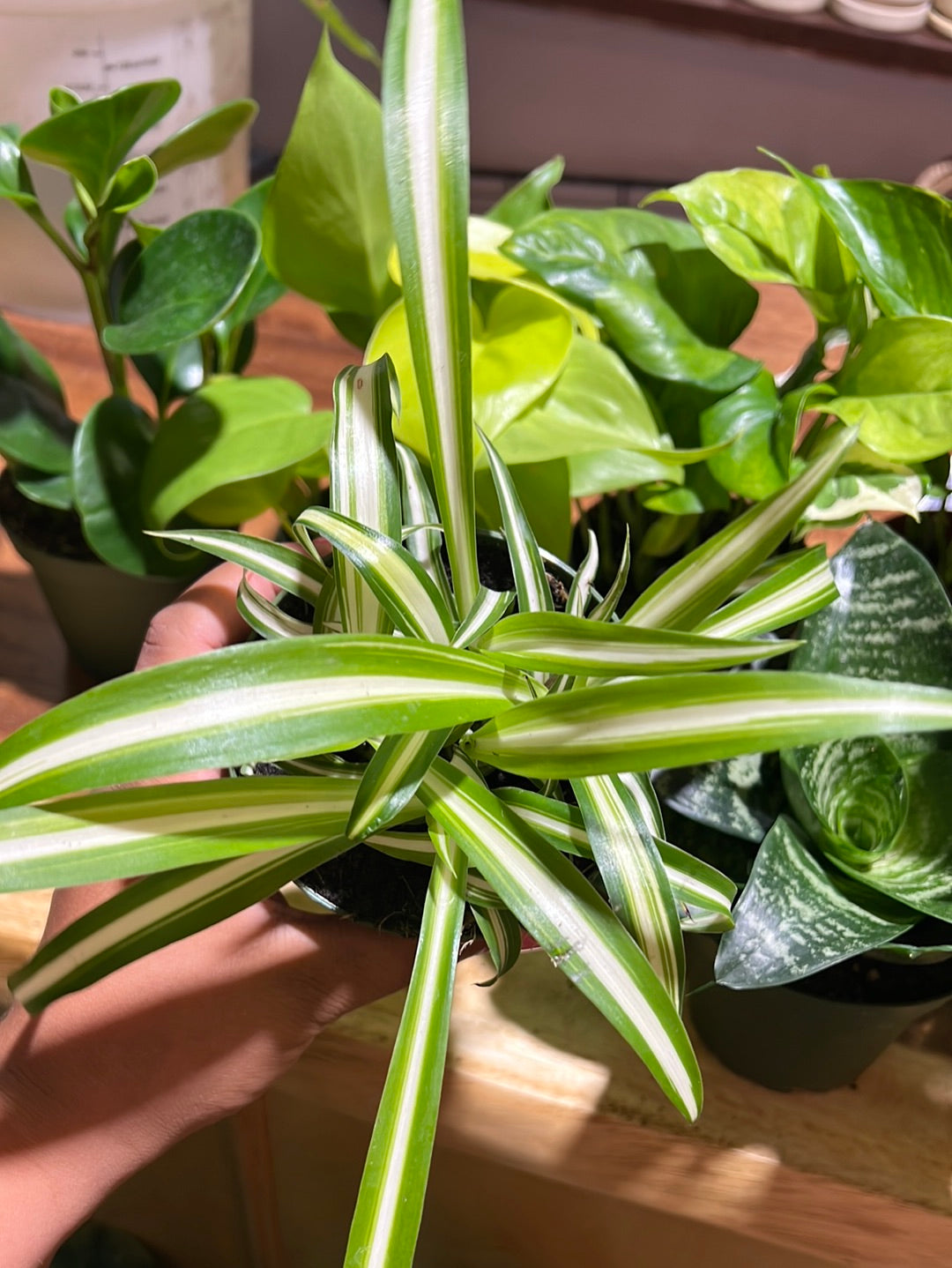 3 Easy Care Mystery Plants