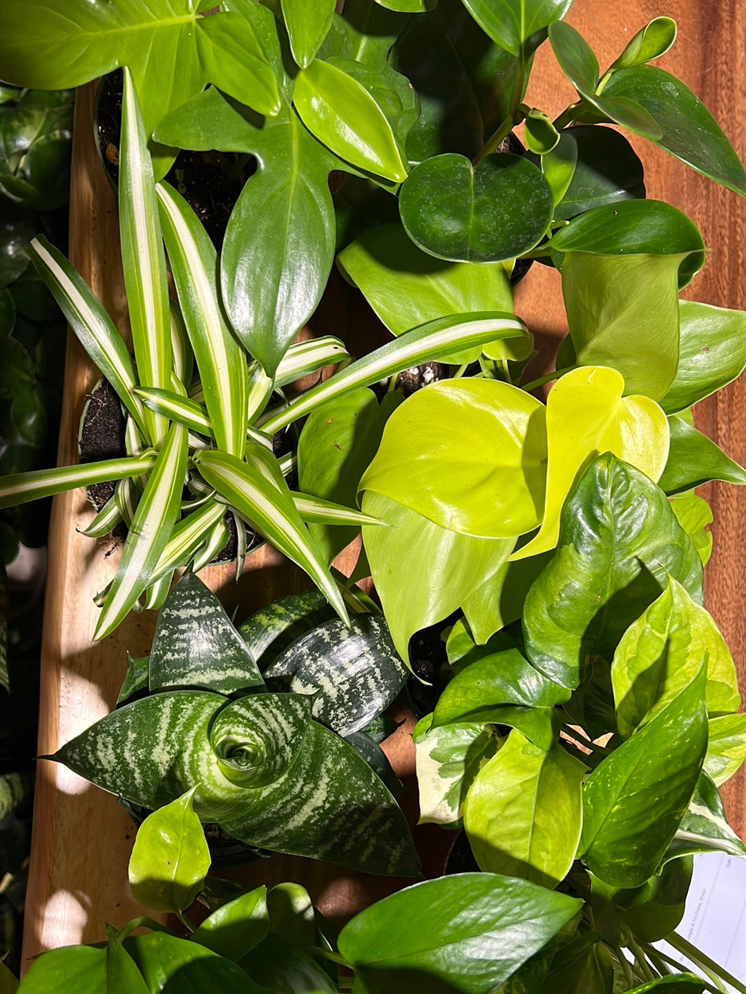 3 Easy Care Mystery Plants