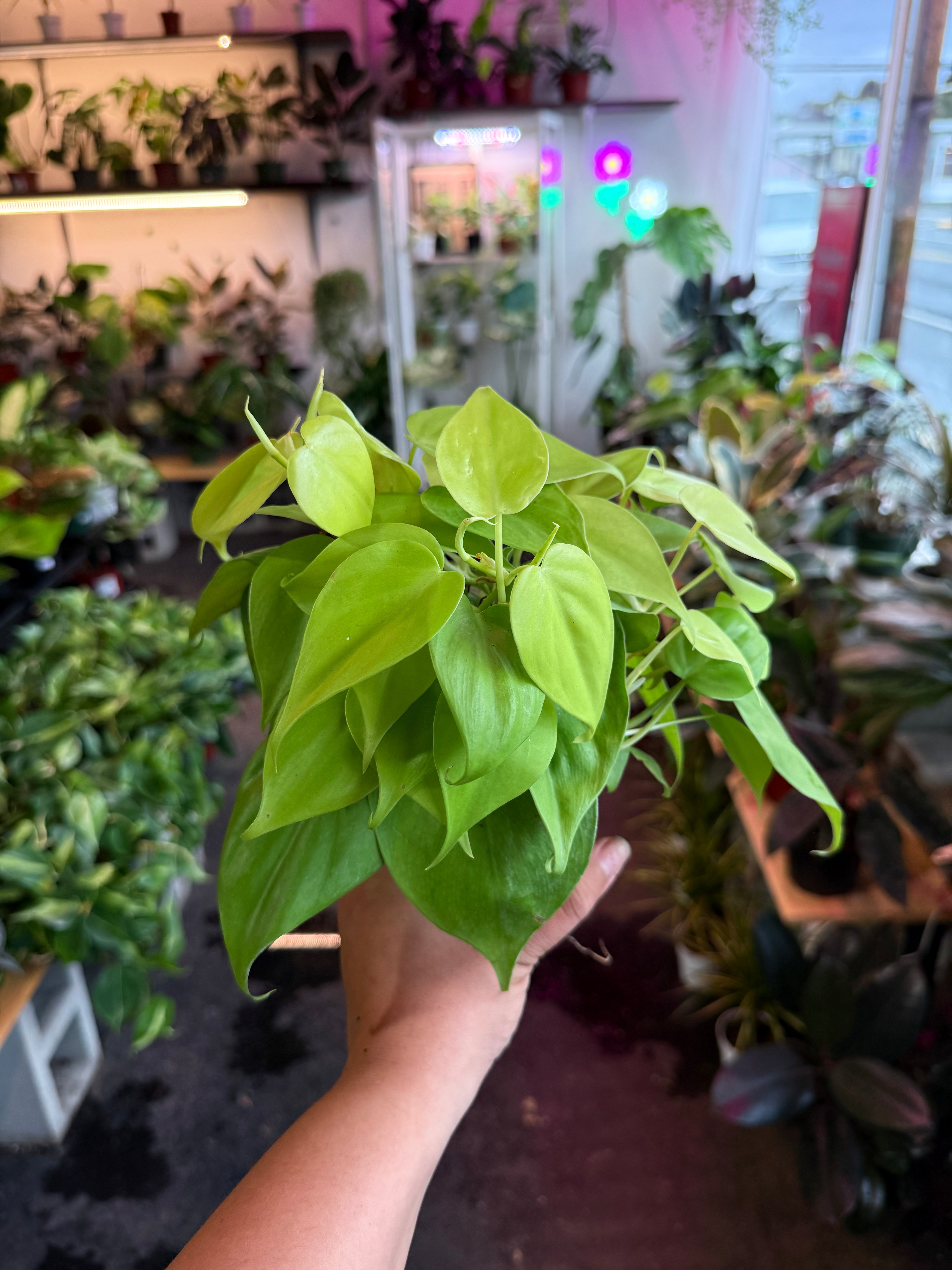 philodendron scandens neon Philodendron Neon – Humboldt Houseplants