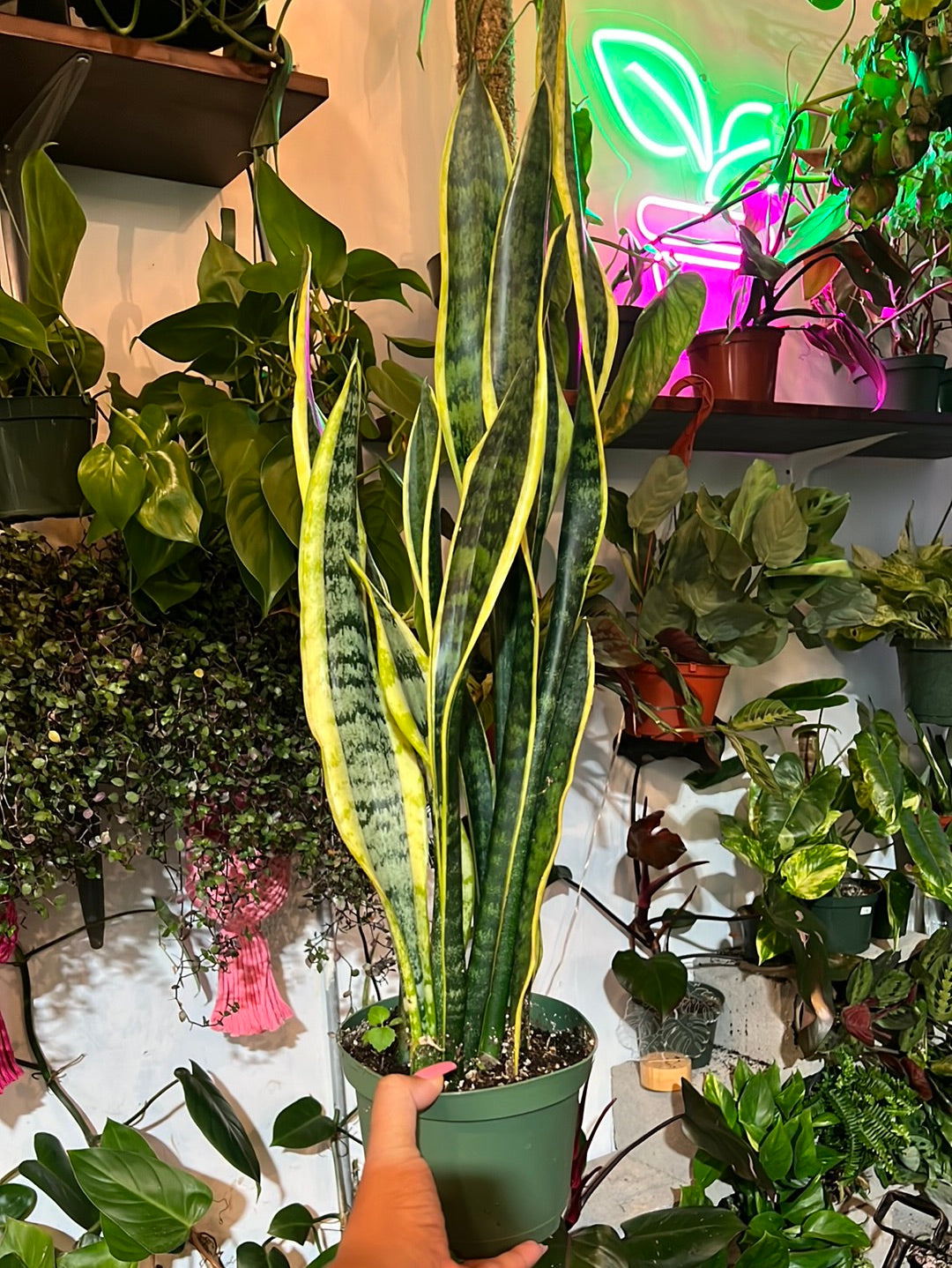 Sansevieria Laurentii