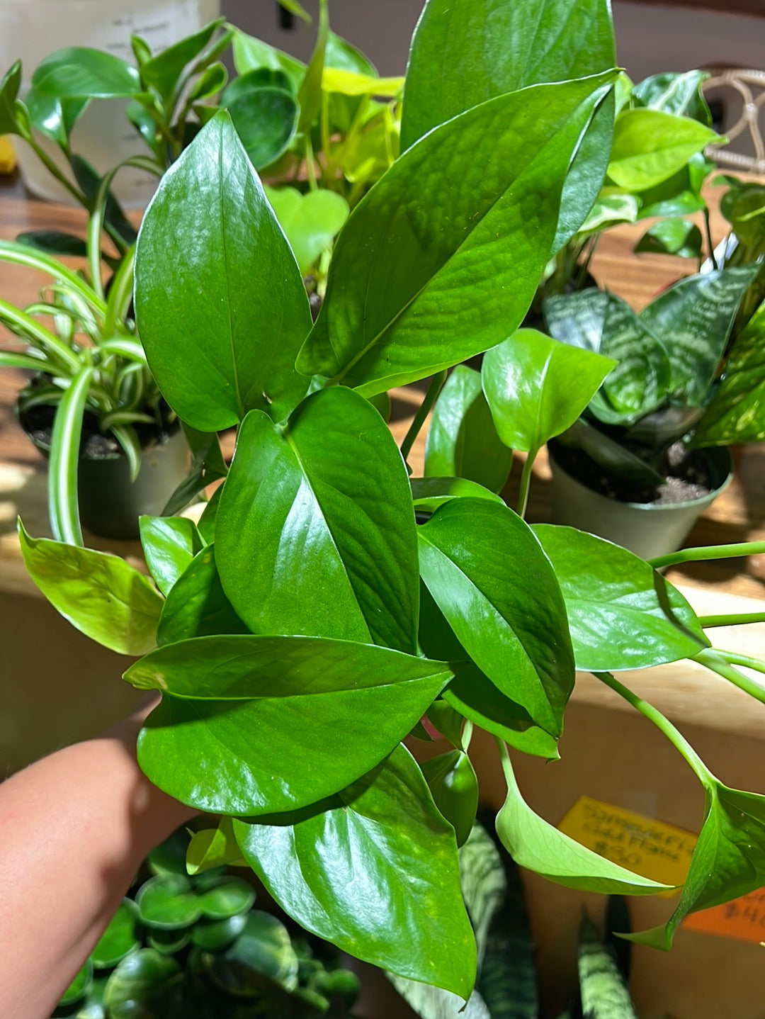 3 Easy Care Mystery Plants