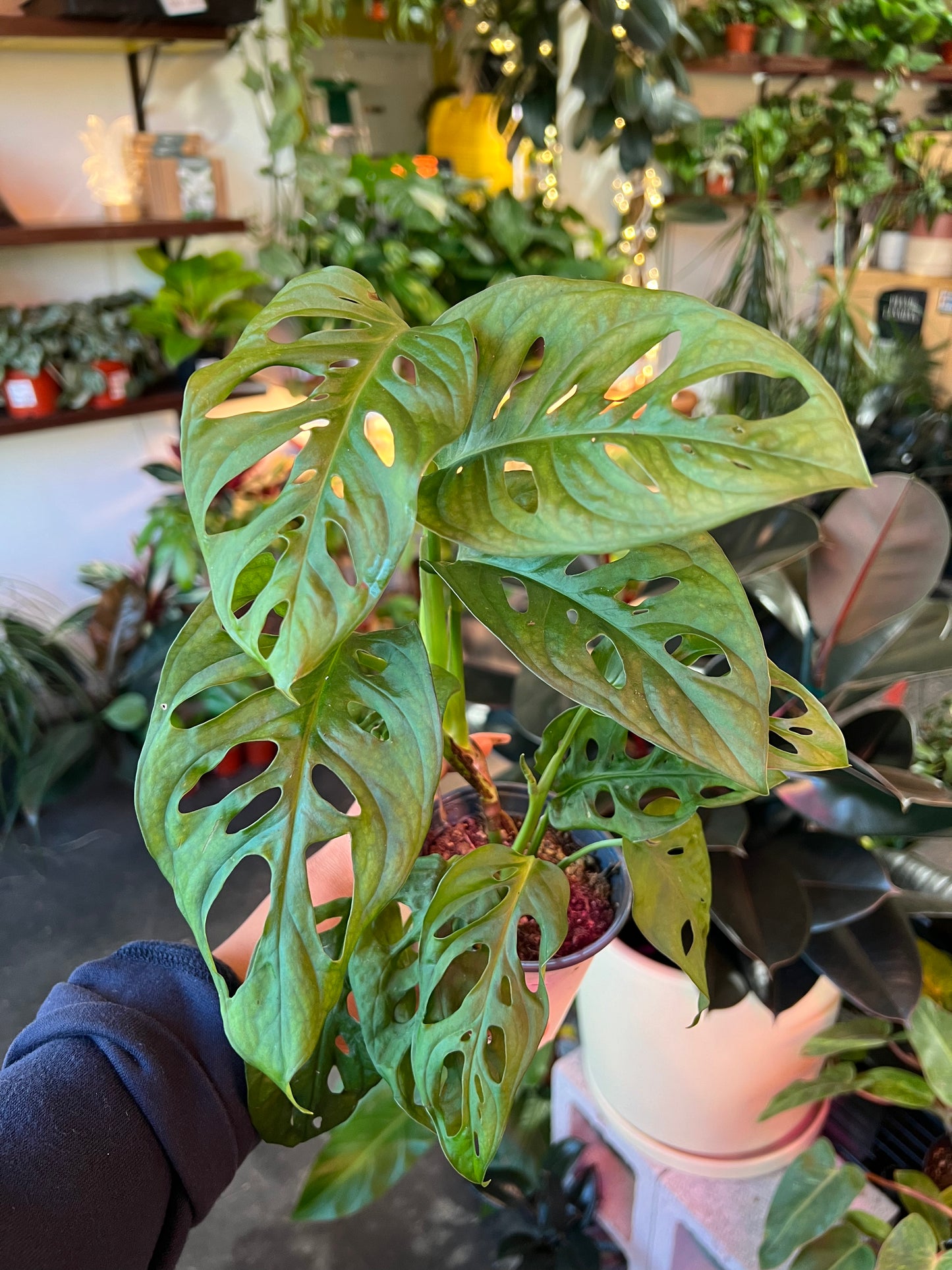 Monstera Adansonii