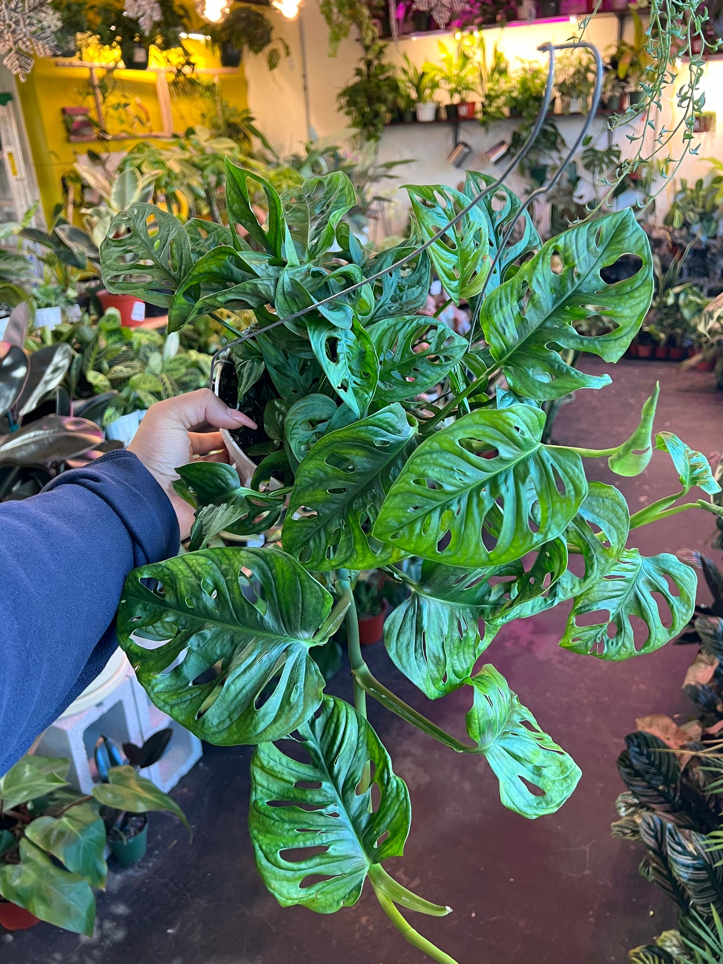 Monstera Adansonii