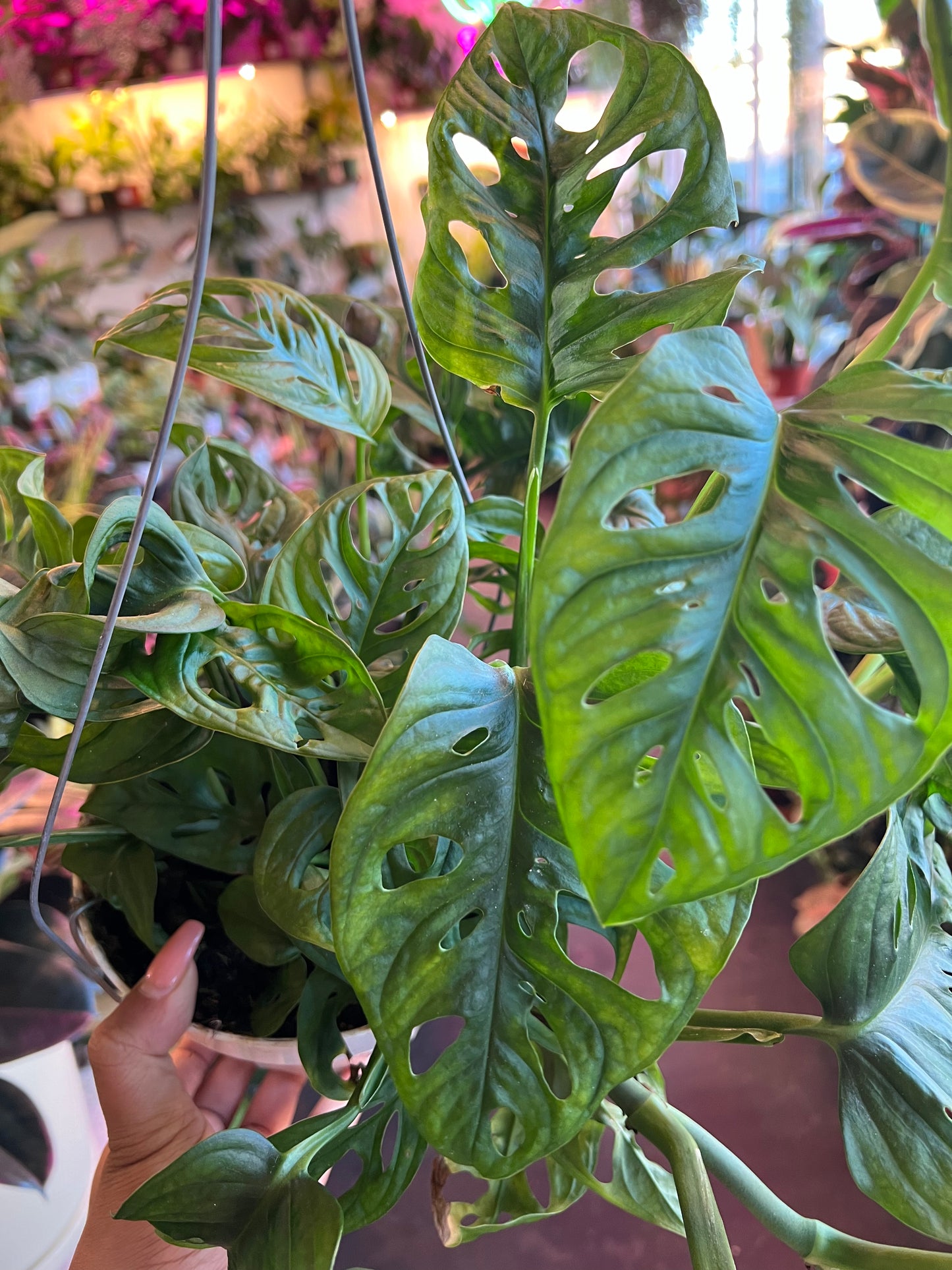 Monstera Adansonii