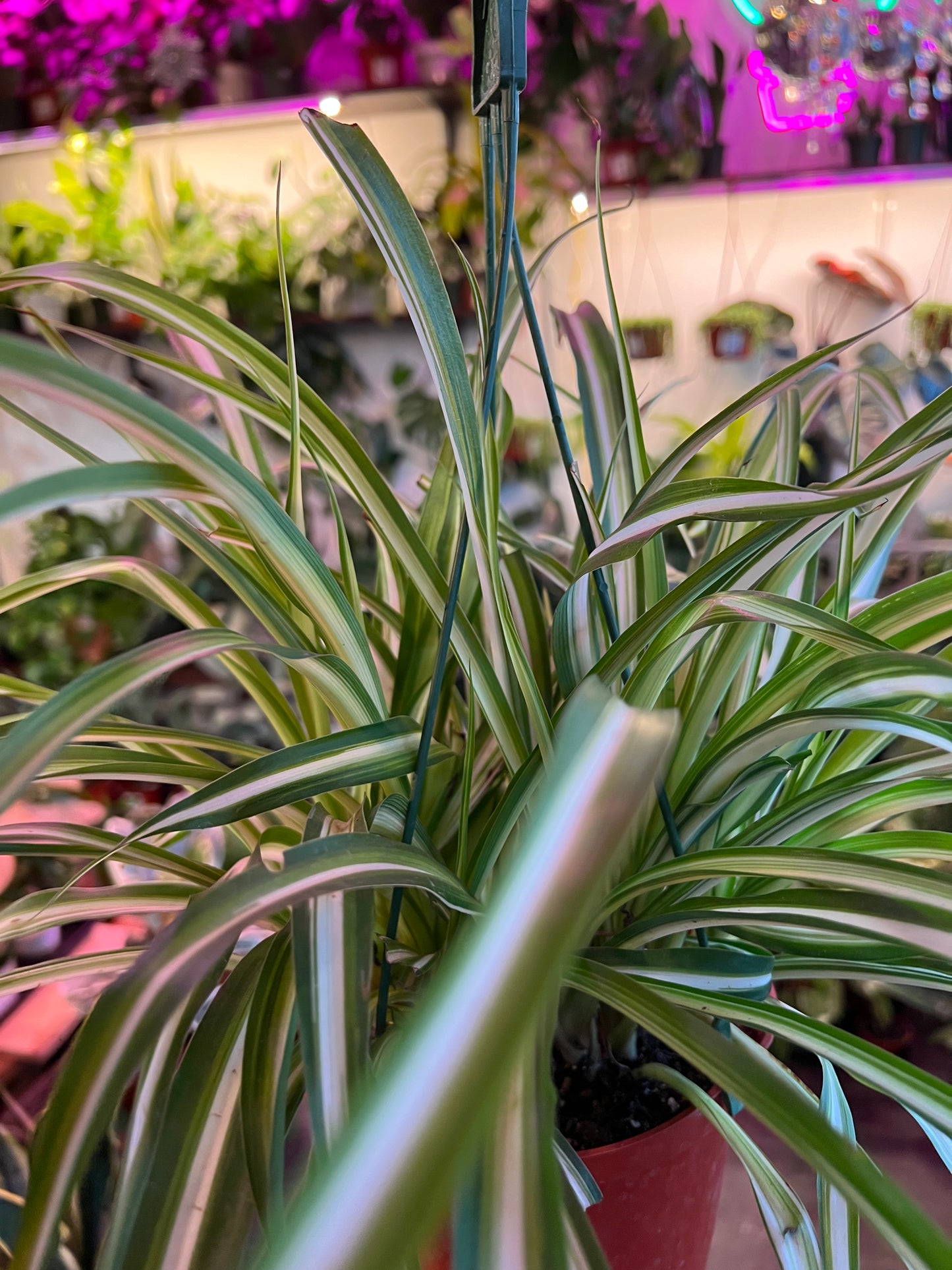 Spider Plant Variegated