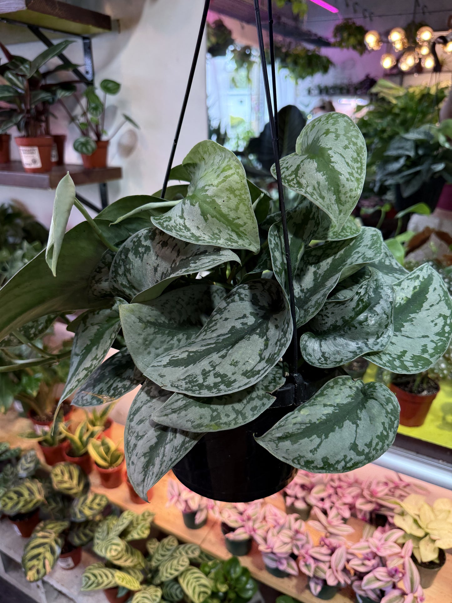 Scindapsus Pictus 'Exotica'