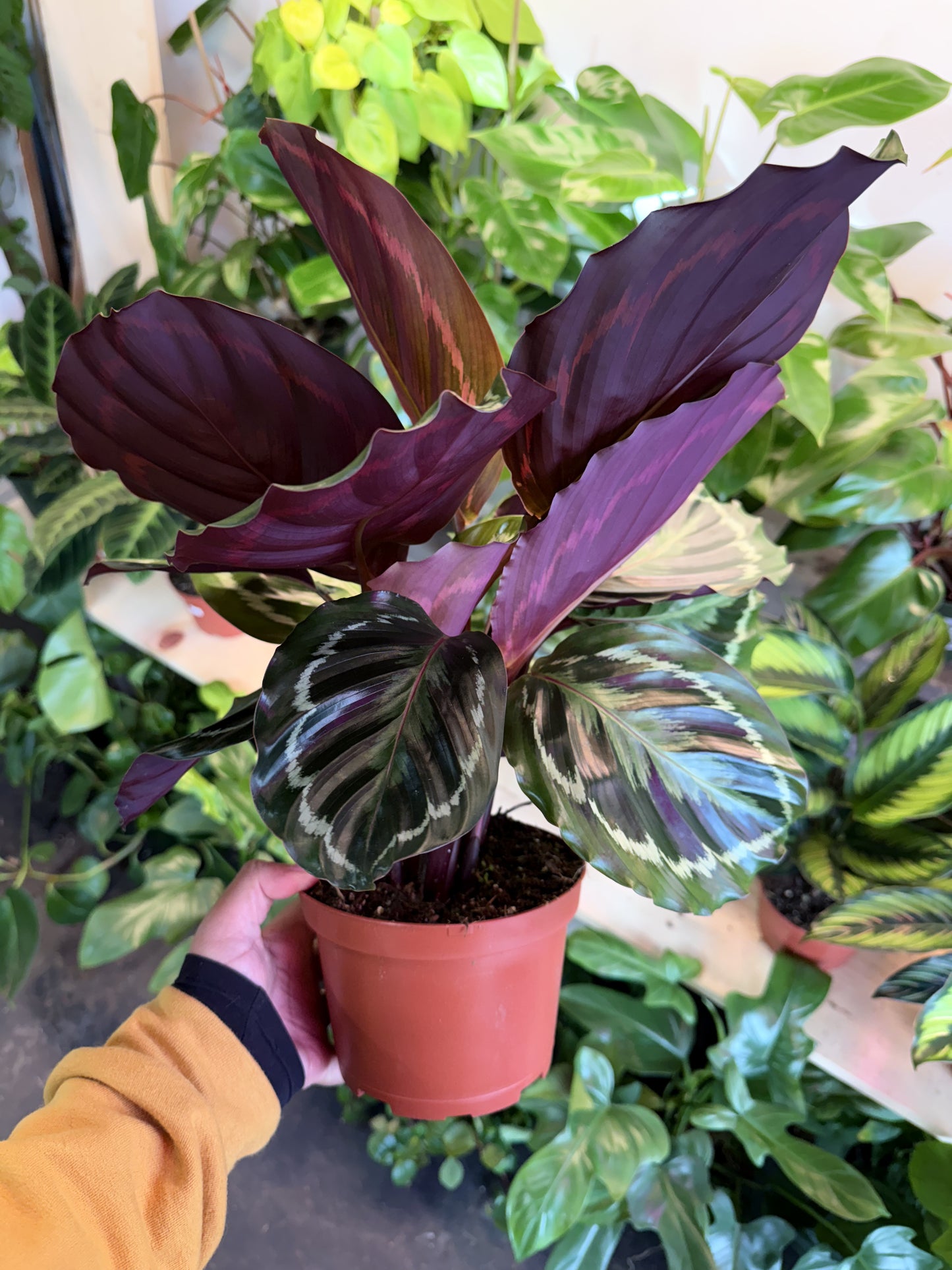 Calathea 'Medallion'