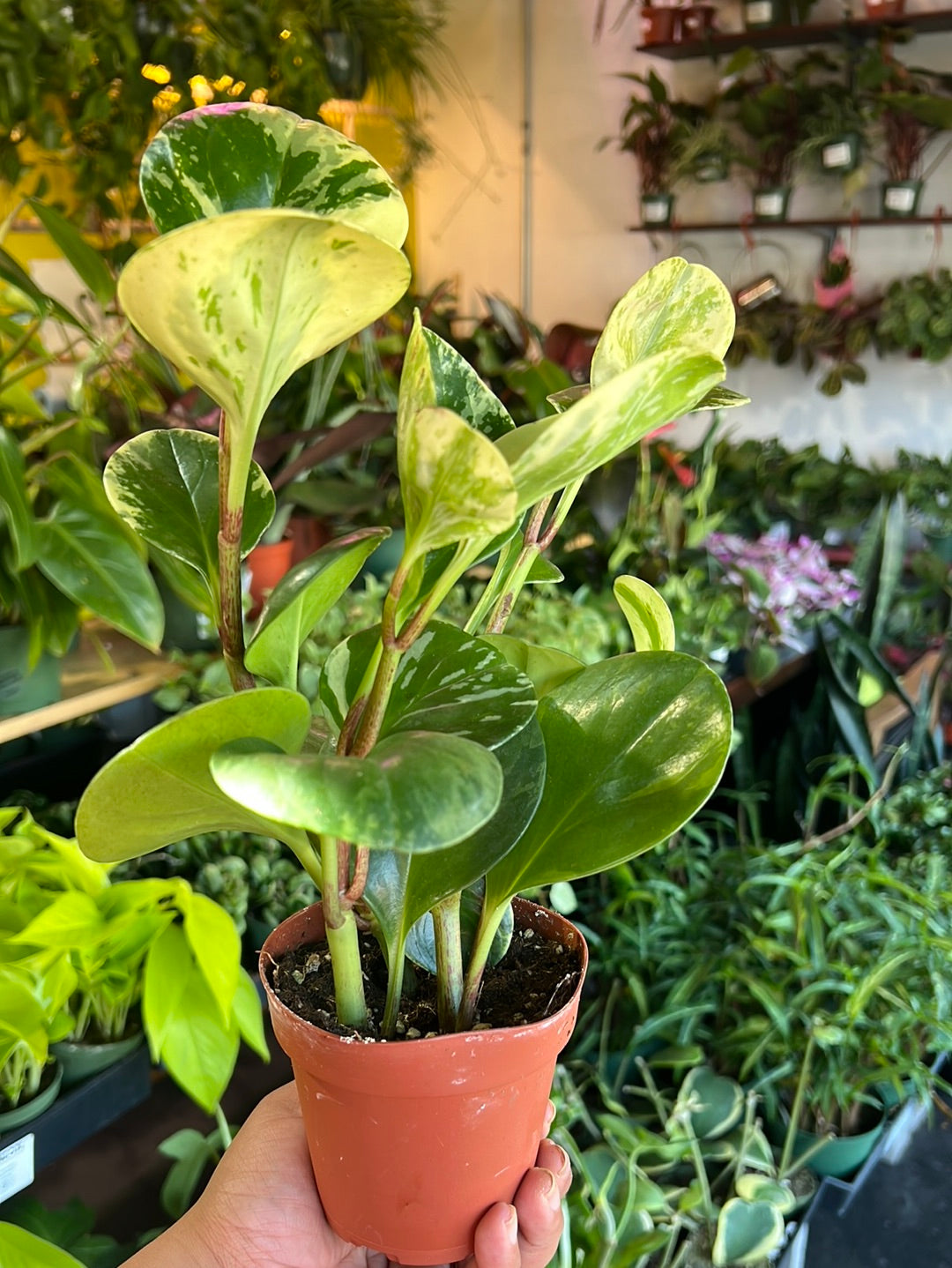 Peperomia 'Golden Gate'