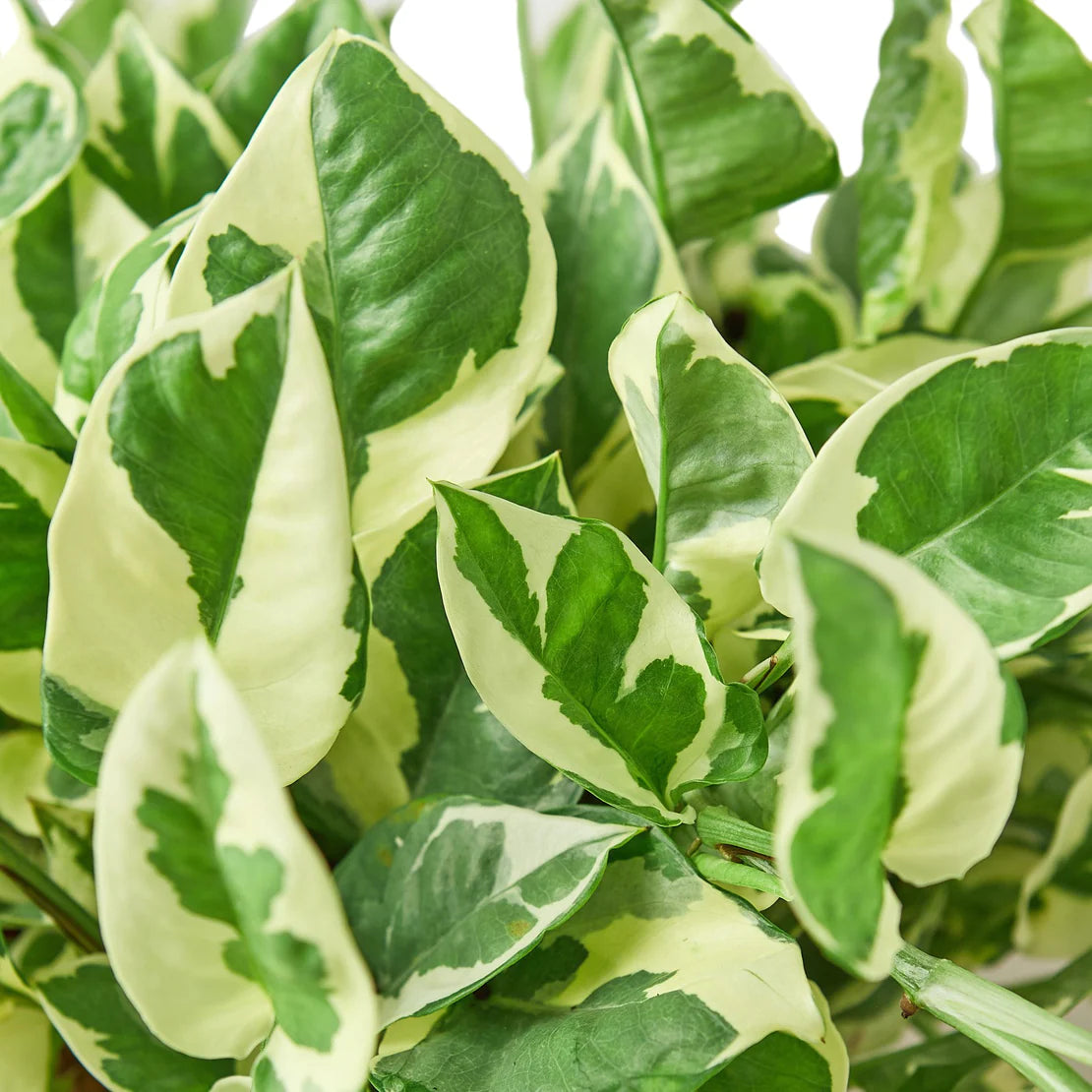 Pothos 'N' Joy