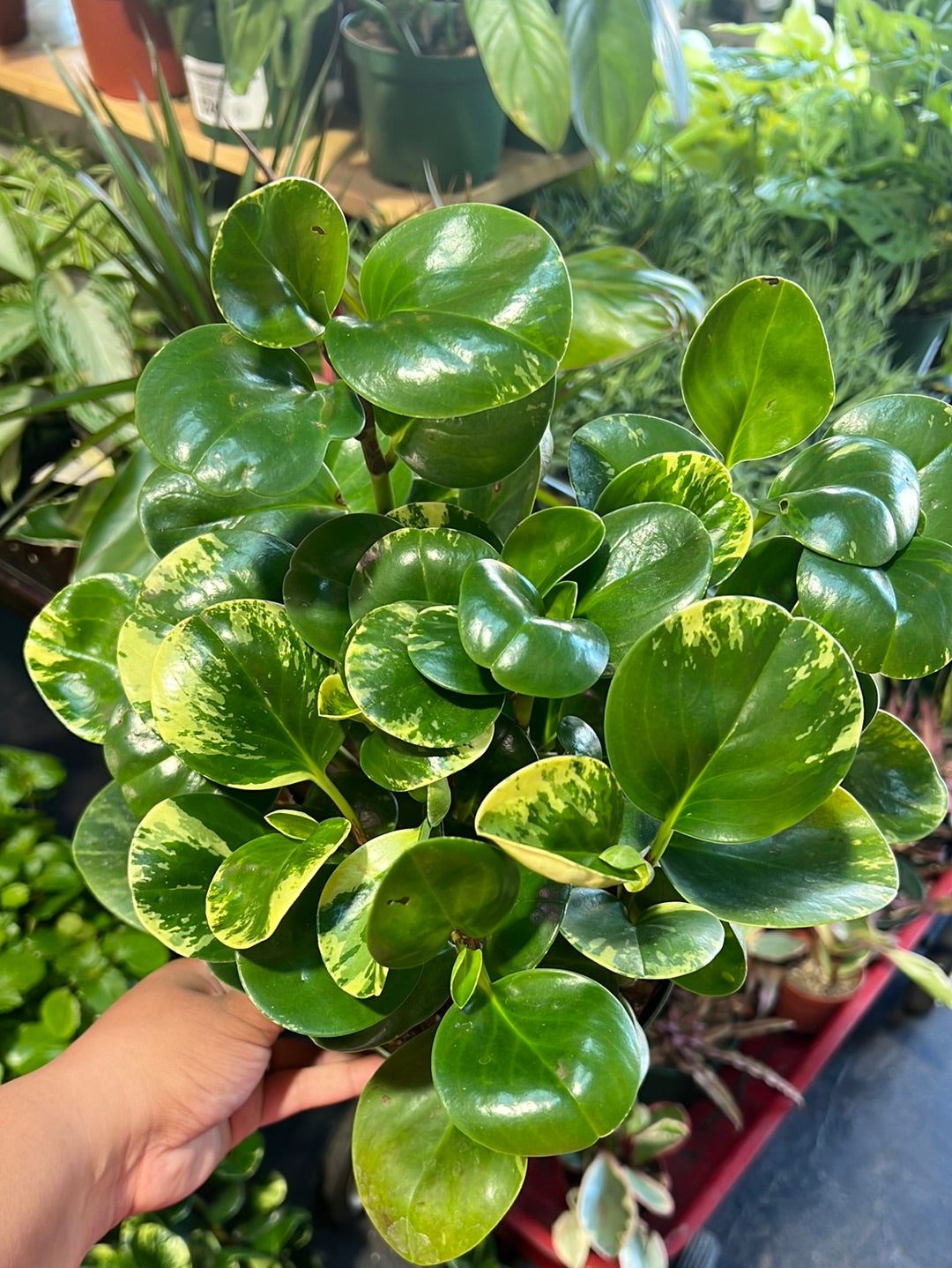 Peperomia 'Golden Gate'