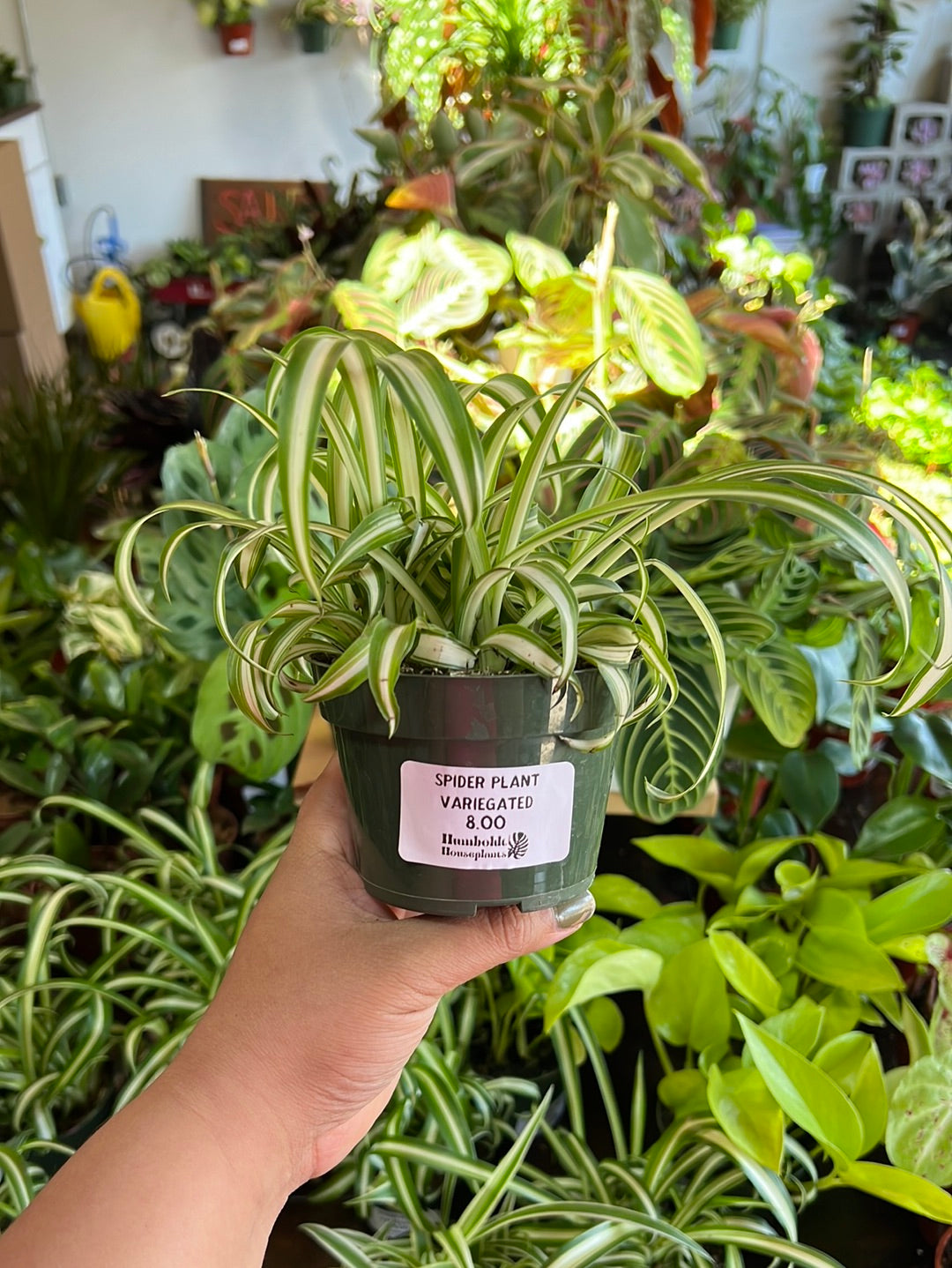 Spider Plant Variegated