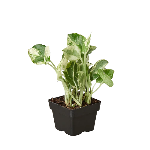 Pothos 'N' Joy