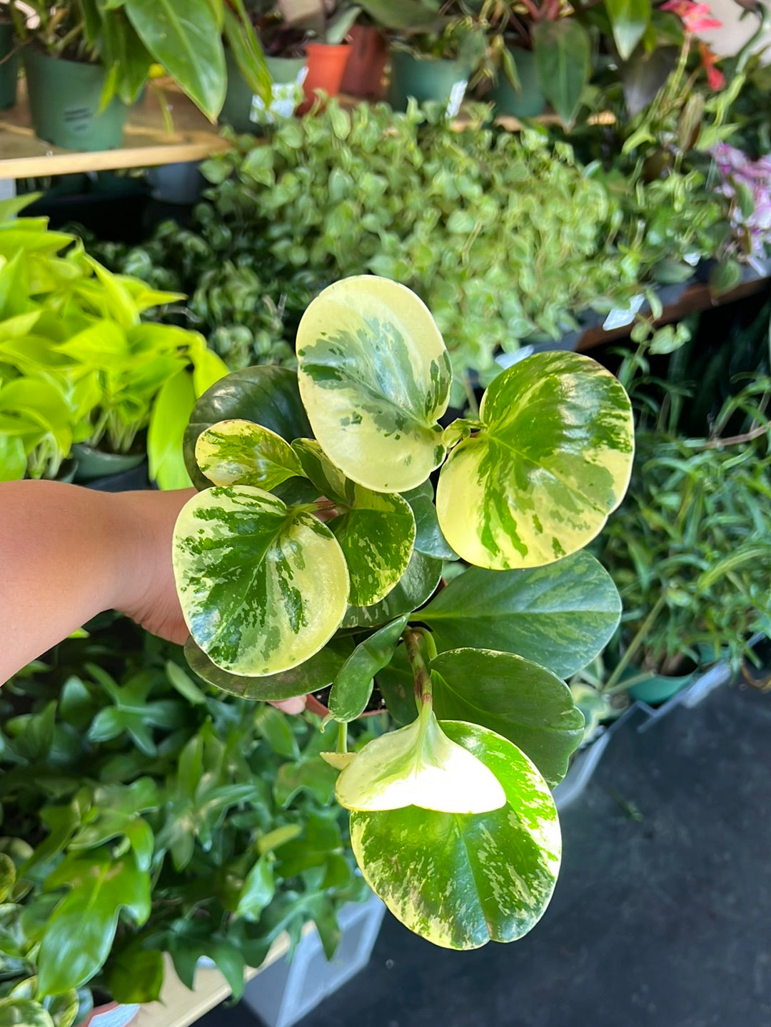 Peperomia 'Golden Gate'