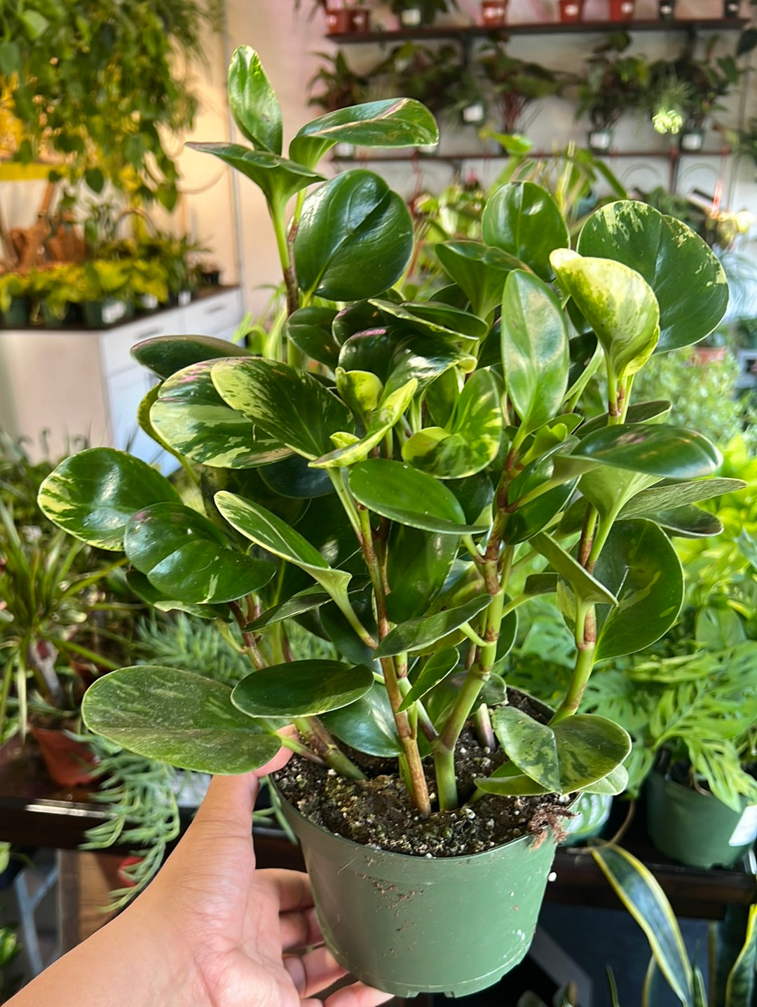 Peperomia 'Golden Gate'