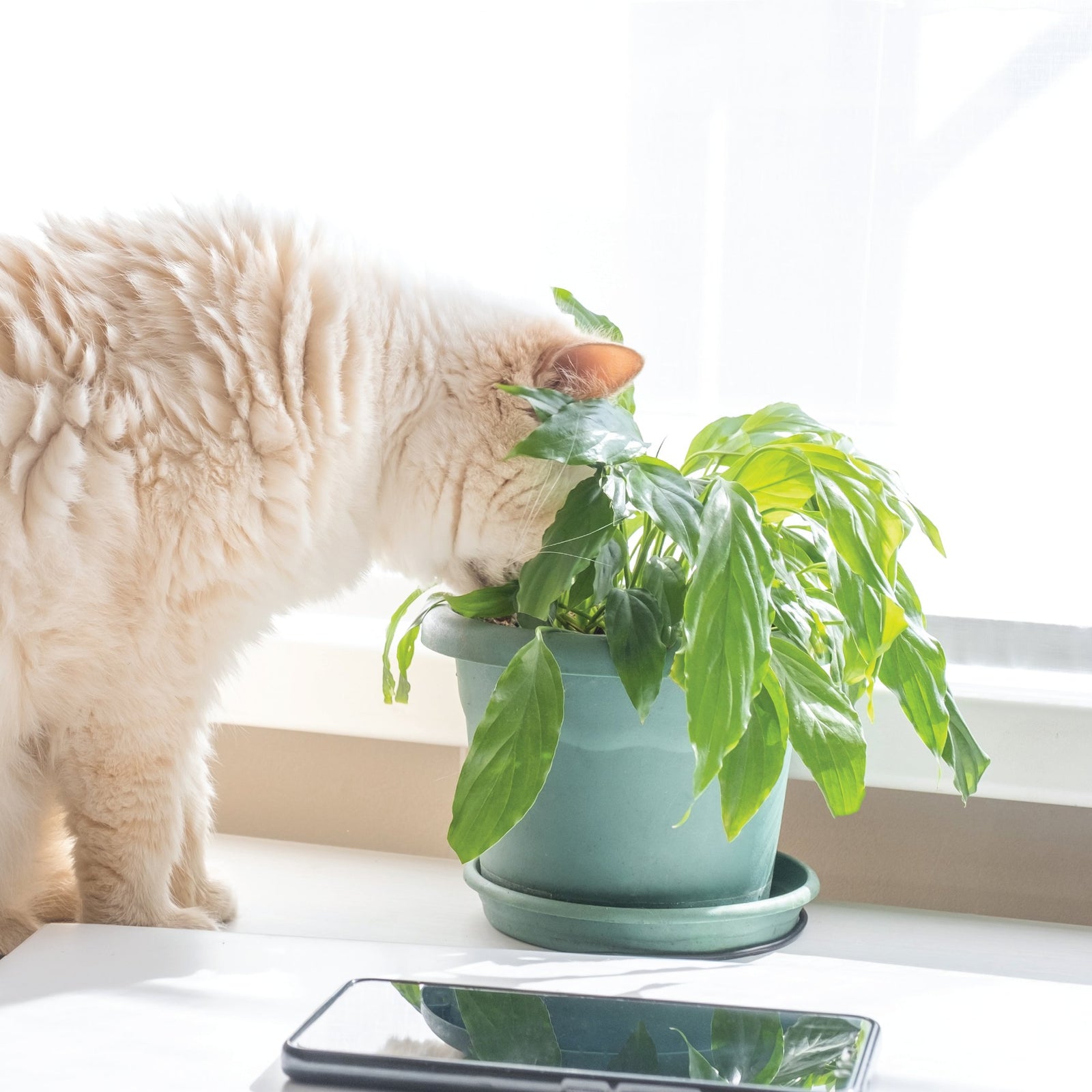 Pet Friendly Plants