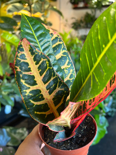 Croton Petra