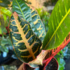 Croton Petra