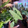Alocasia ‘Freydek Variegated’