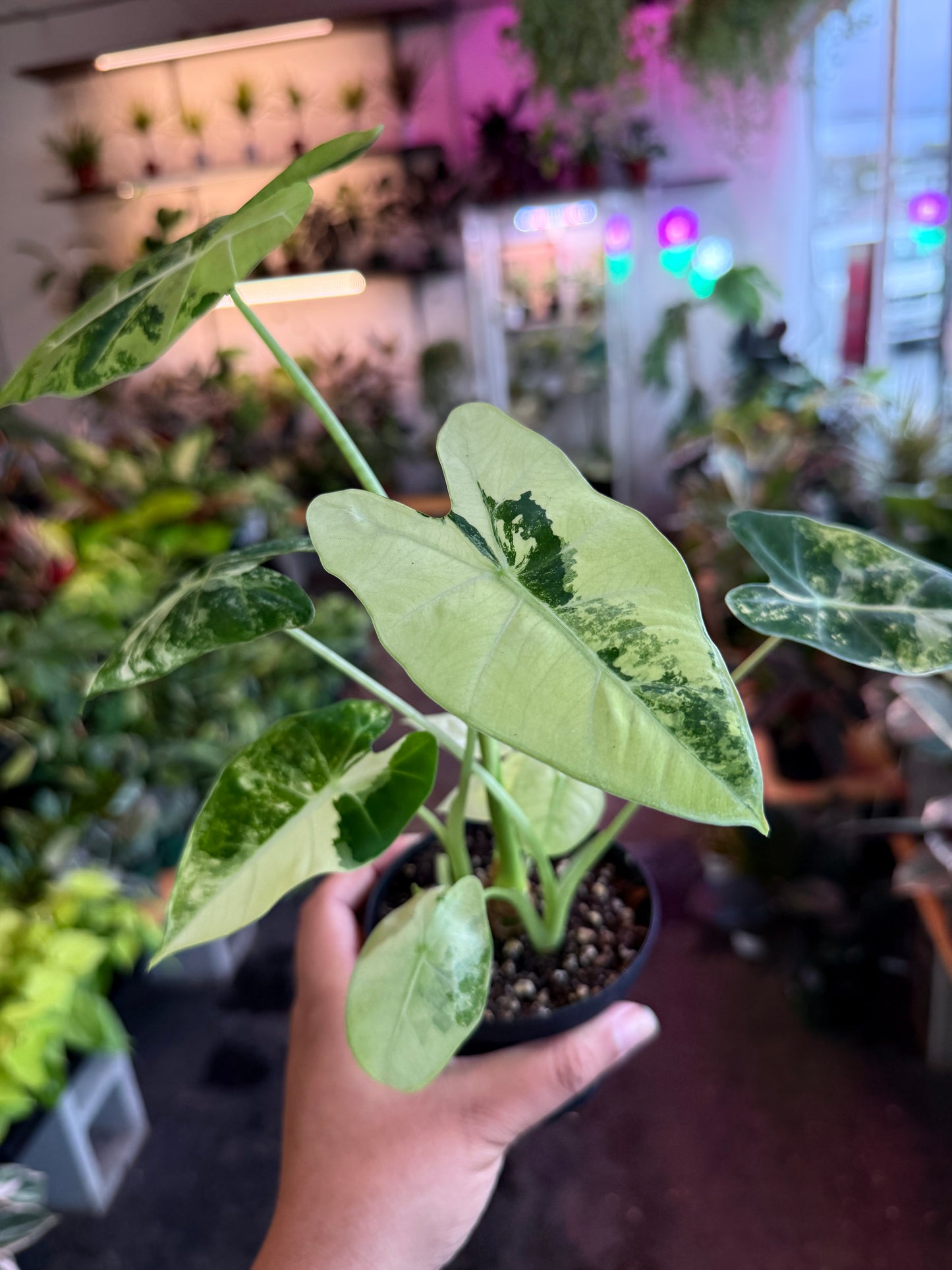 Alocasia ‘Freydek Variegated’