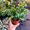 Dracaena Tornado