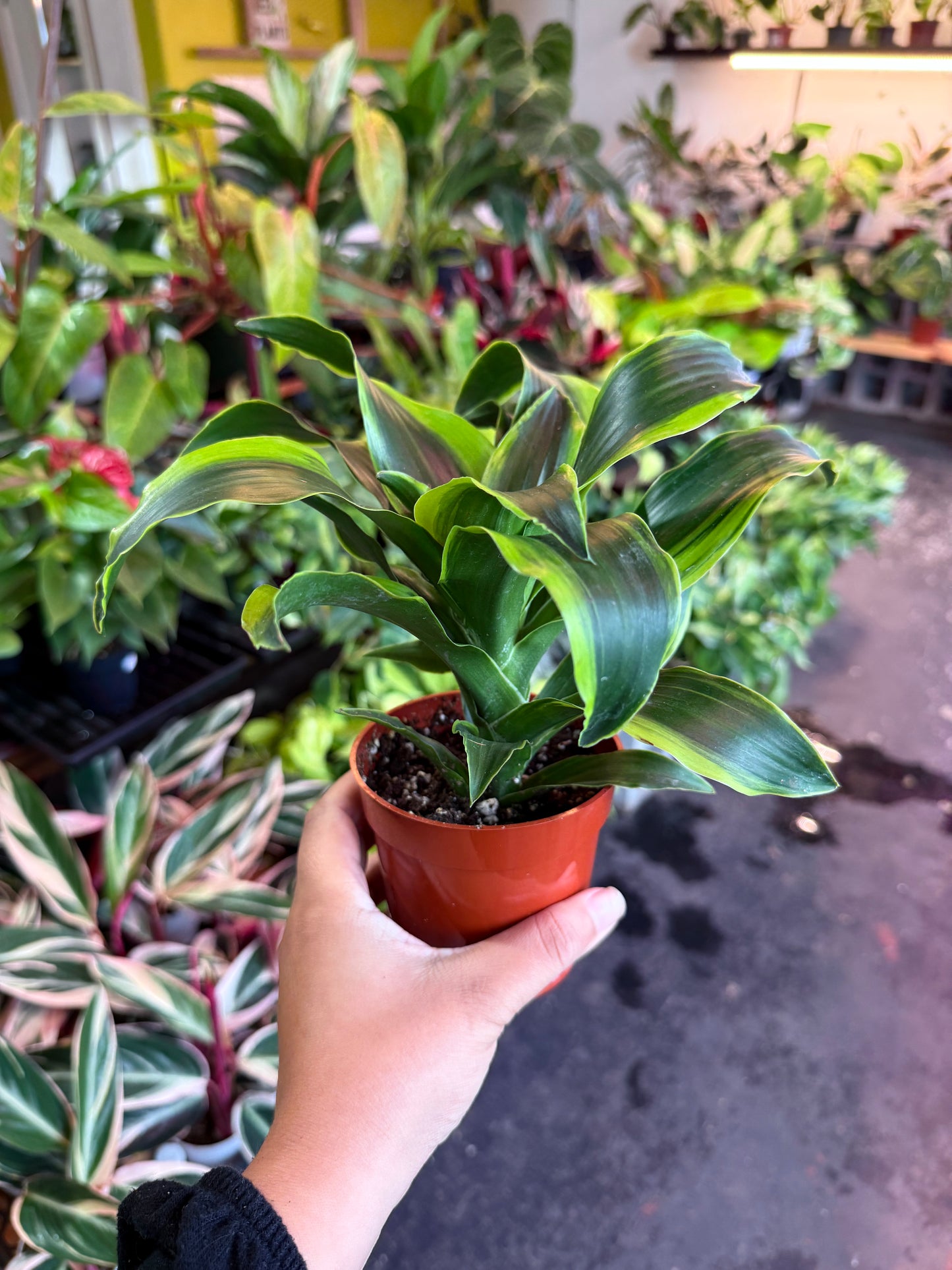 Dracaena Tornado