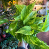 Pothos ‘Neon Queen’