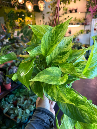 Pothos ‘Neon Queen’