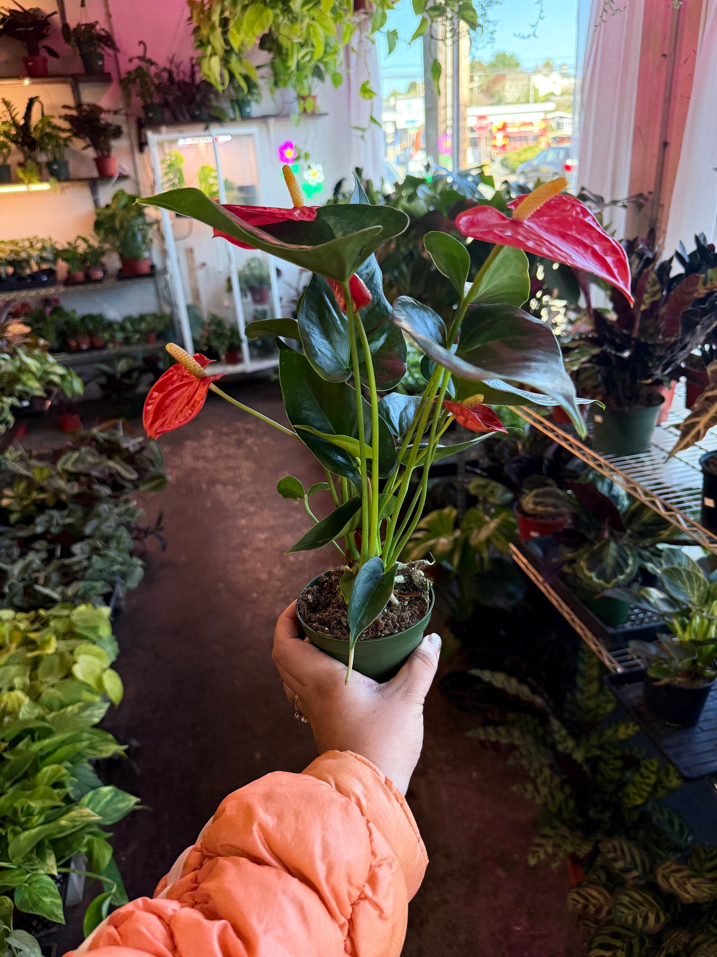 Anthurium ‘Aristo’