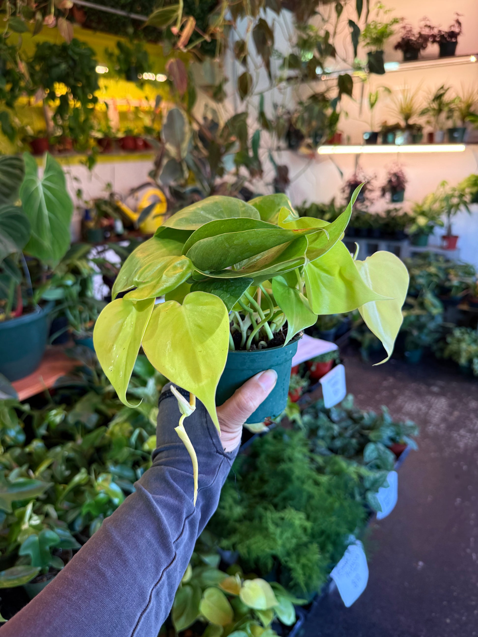 neon brazil philodendron Philodendron Neon – Humboldt Houseplants