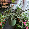 Senecio ‘Stapeliformis’