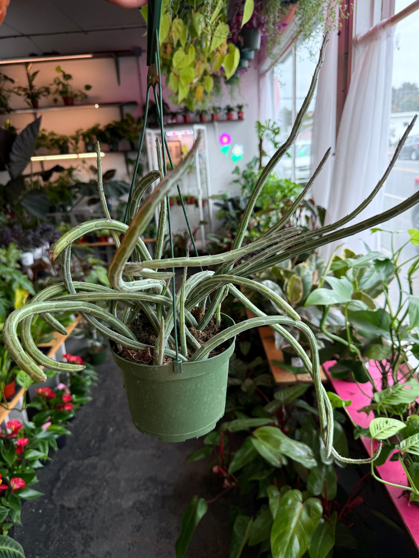 Senecio ‘Stapeliformis’