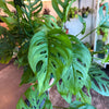 Monstera 'Adansonii'