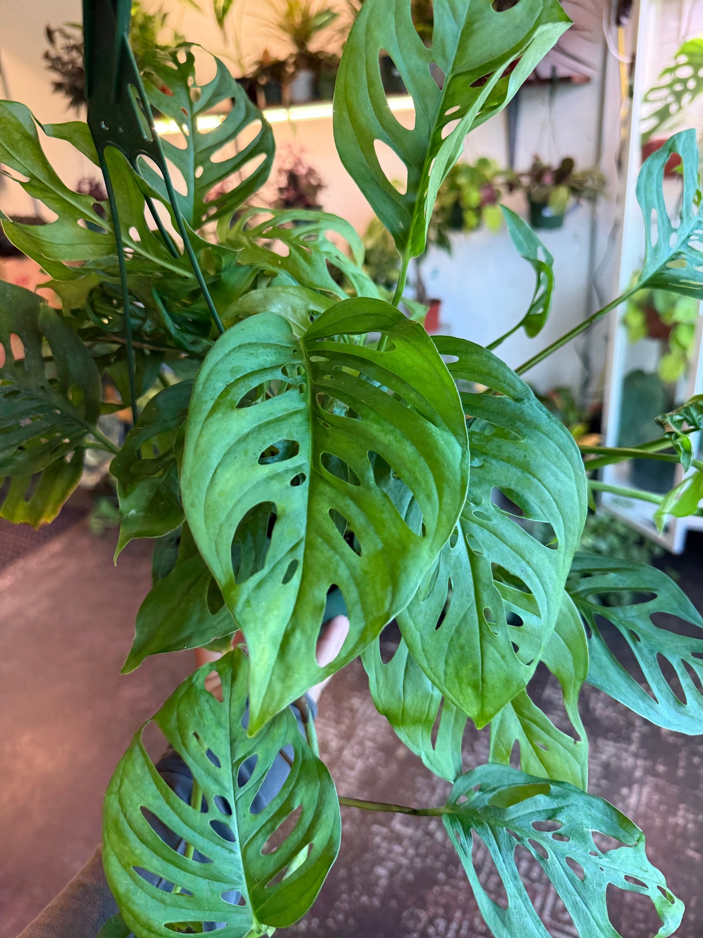 Monstera 'Adansonii'