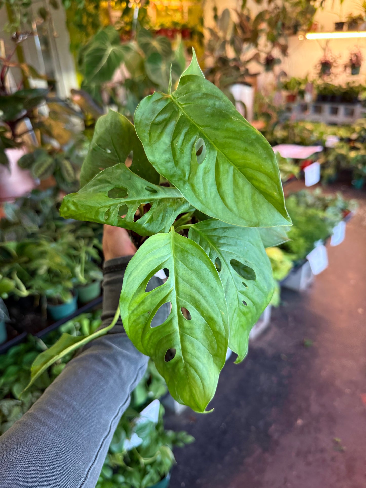 Monstera 'Adansonii'