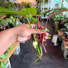 Philodendron Cuttings Bundle (Emerald Red, Emerald Green, & Horse Head)