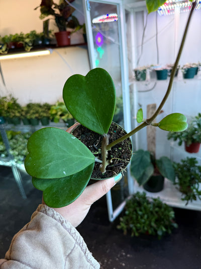 Hoya 'Kerrii Sweetheart' Splash