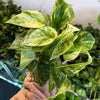Pothos 'Marble Queen'