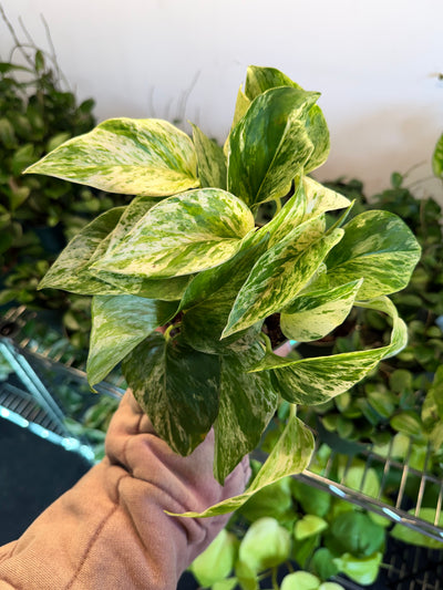 Pothos 'Marble Queen'