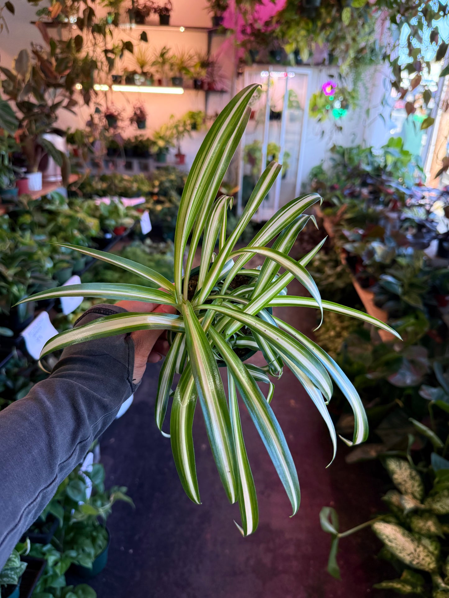 Spider Plant Variegated
