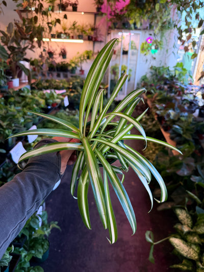 Spider Plant Variegated